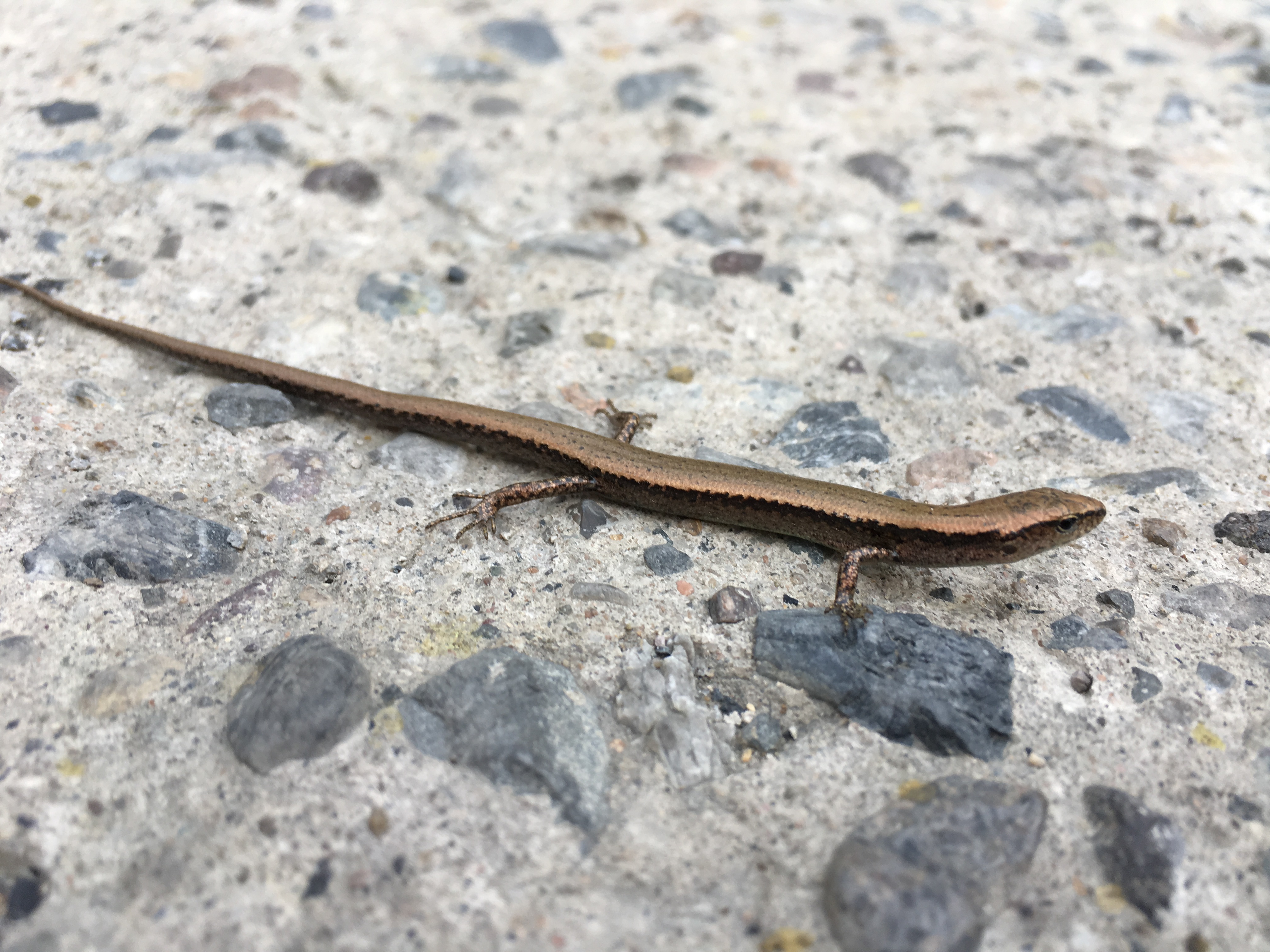 「且随风游」动物游之北京常见的山地麻蜥与铜蜓蜥