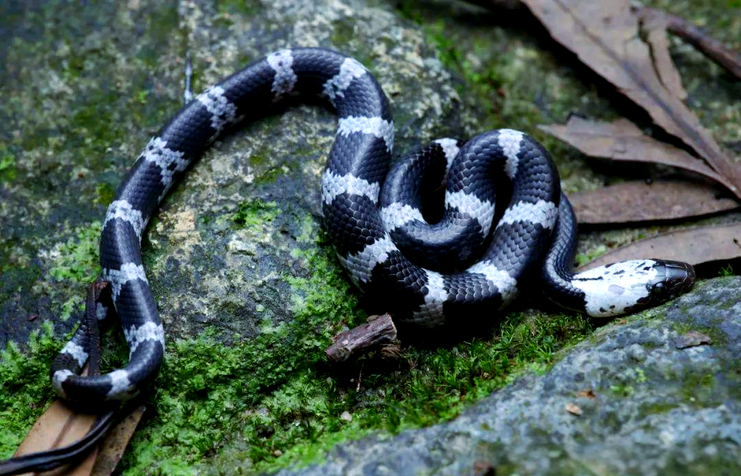 香港多种具有黑白斑纹的蛇类介绍