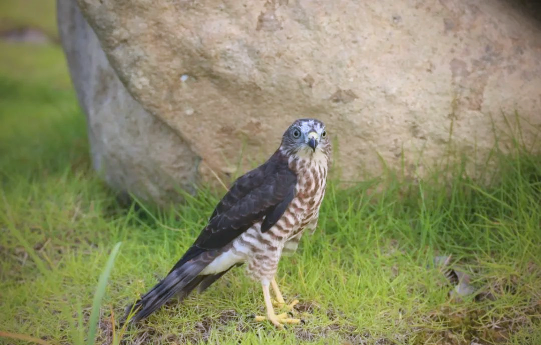 泰顺县赤腹鹰幼鸟救助及科学方法解析