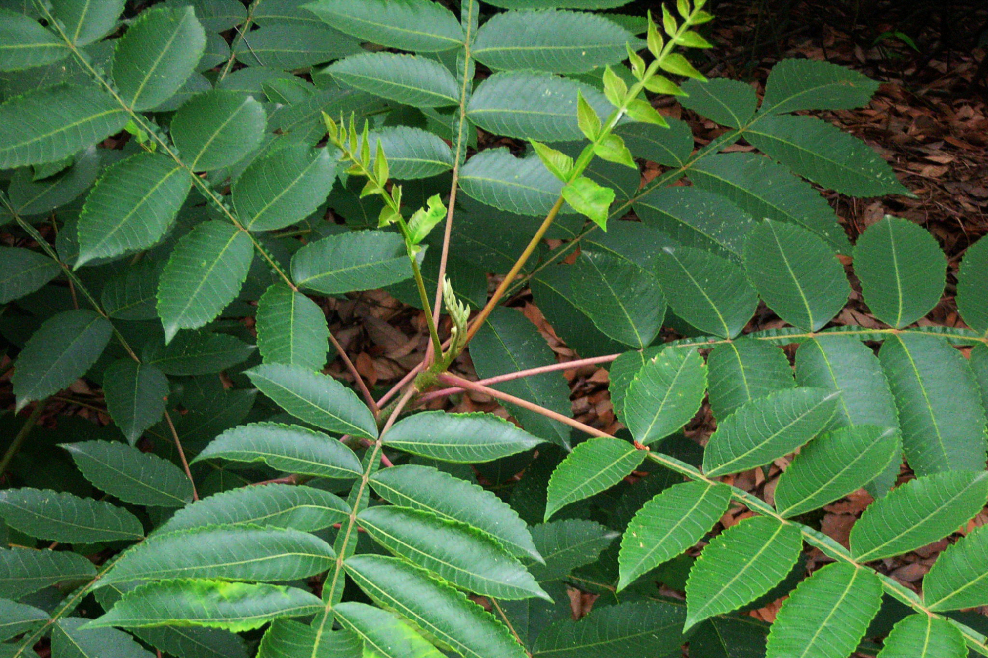 有谁在农村采摘过盐肤木上的"野果"?以前采摘扔掉,现在价格高