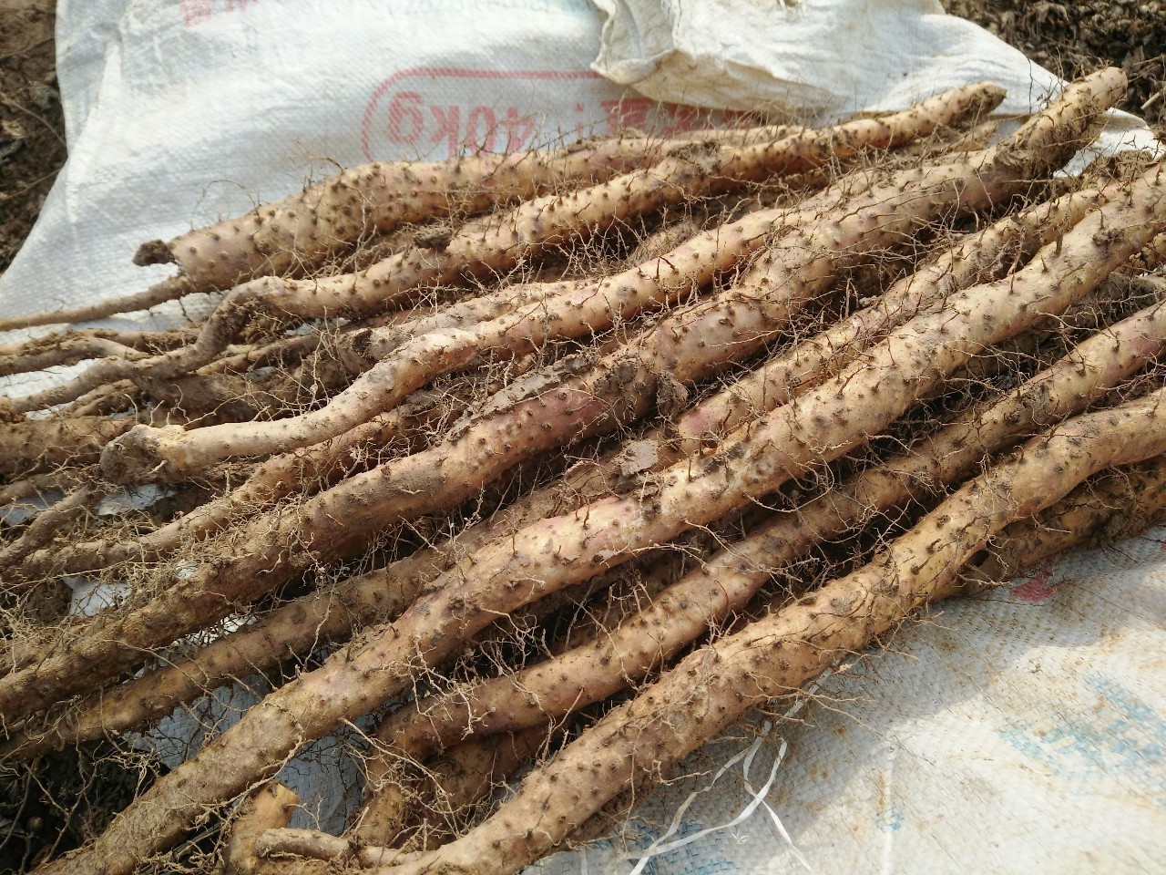 炎炎夏季喝一碗它,养好脾胃,排走湿浊,身体更通畅