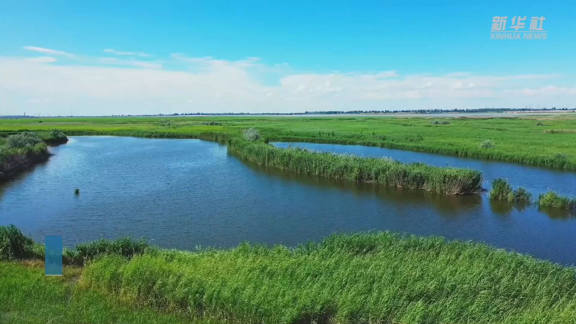 新疆玛纳斯:野生大天鹅湿地"安家"
