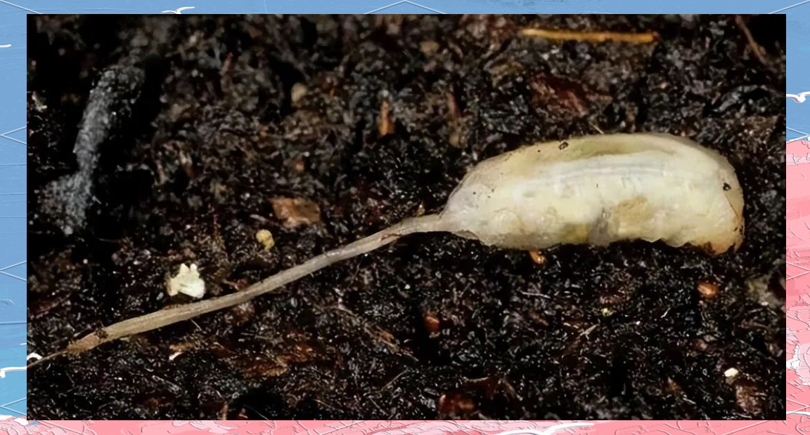 鼠尾蛆:从误解到生态角色的揭秘