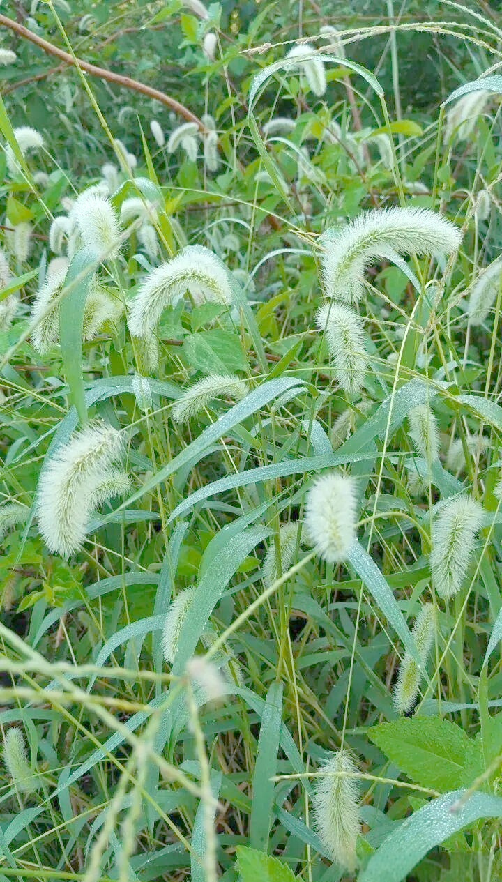 狼尾草与狗尾草的独特魅力:从田间杂草到艺术灵感