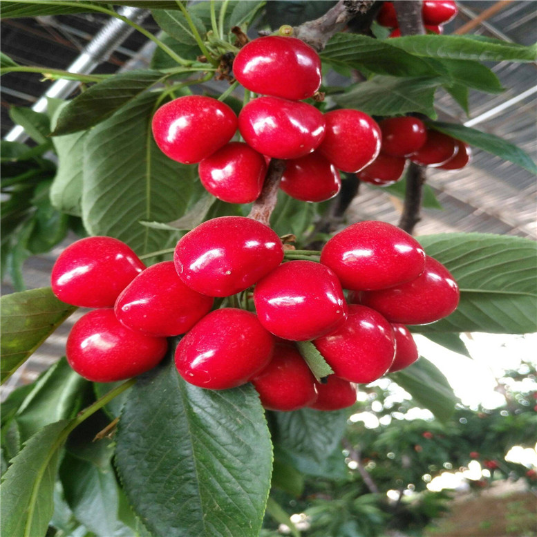 加拿大巨人樱桃苗管理简单抗病性强修剪技术管理指导