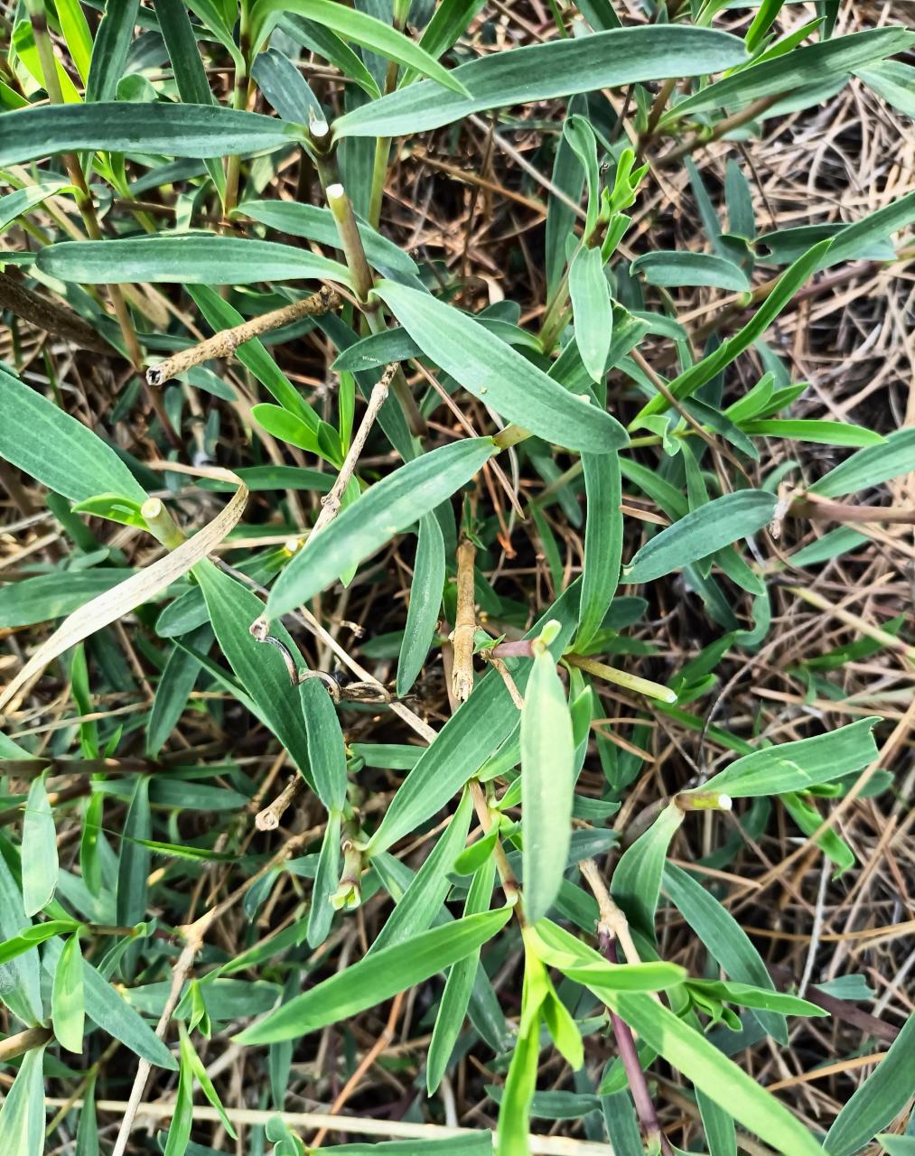 第一次用山蚂蚱菜包的水饺,真的很好吃呢!