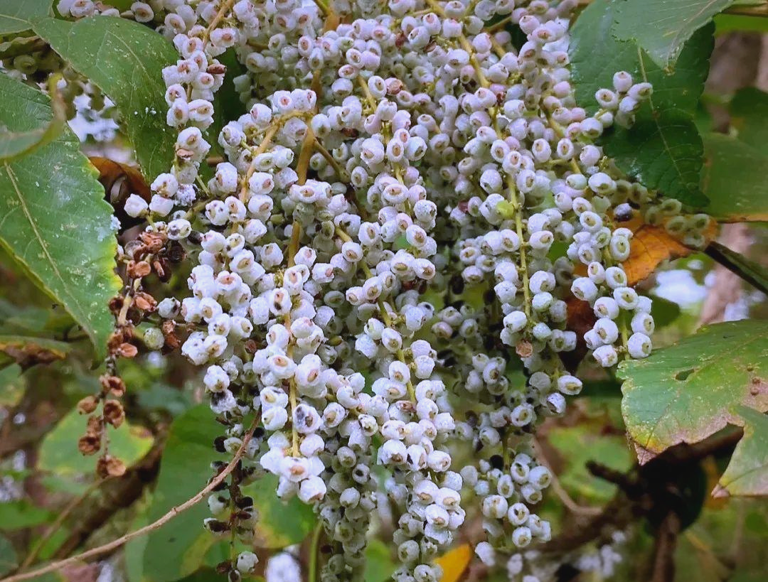 —盐肤木,果实咸酸可食用,民间俗称"散结树",对多种