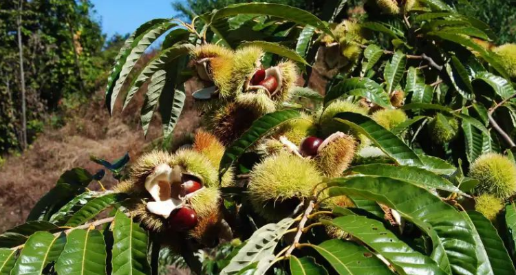 板栗树几年结果