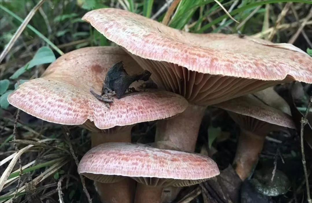 小雪季节,乌枞菌惊艳亮相,稀缺性致价高,一斤百元惊喜