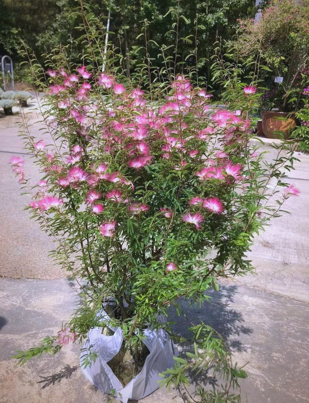 香水合欢的养护指南:新手必备的植物养护技巧