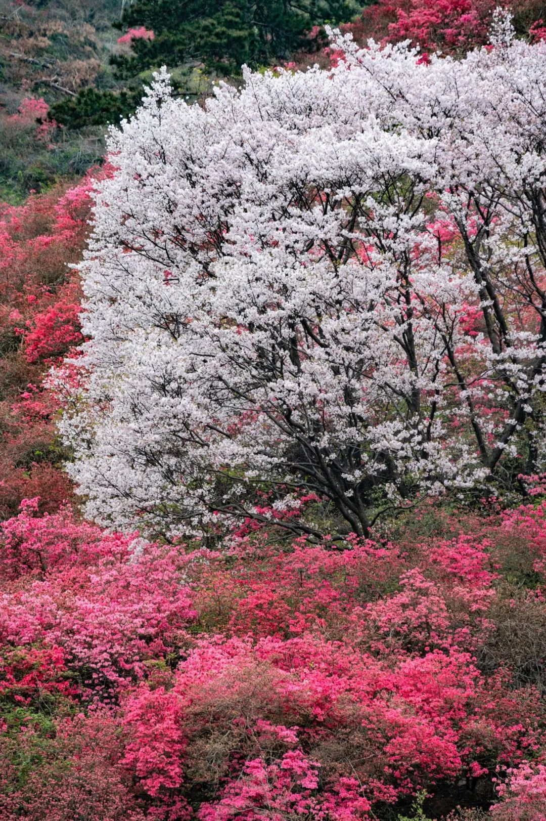 岭上开遍哟映山红第15届木兰云雾山杜鹃花节开幕倒计时