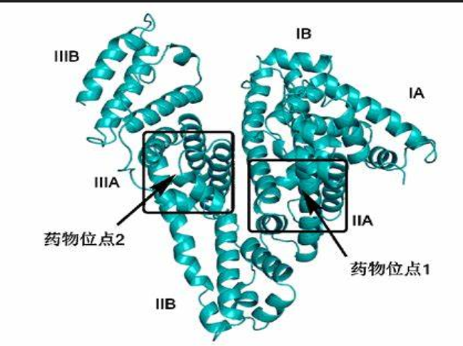 巨噬细胞膜仿生白蛋白纳米粒(mm-bsa/ada|多肽偶联修饰白蛋白