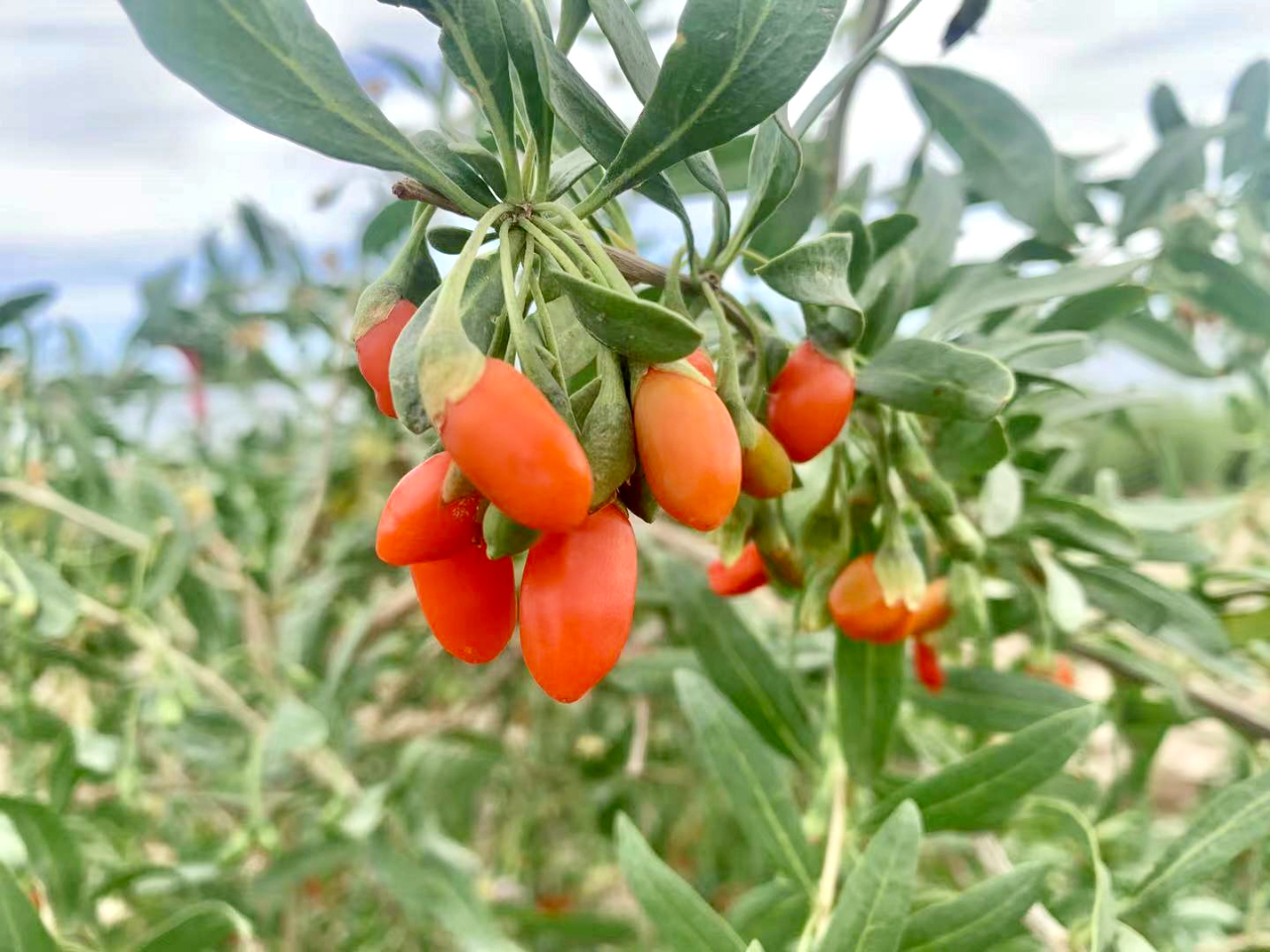 丝绸古道:瓜州戈壁枸杞"红"