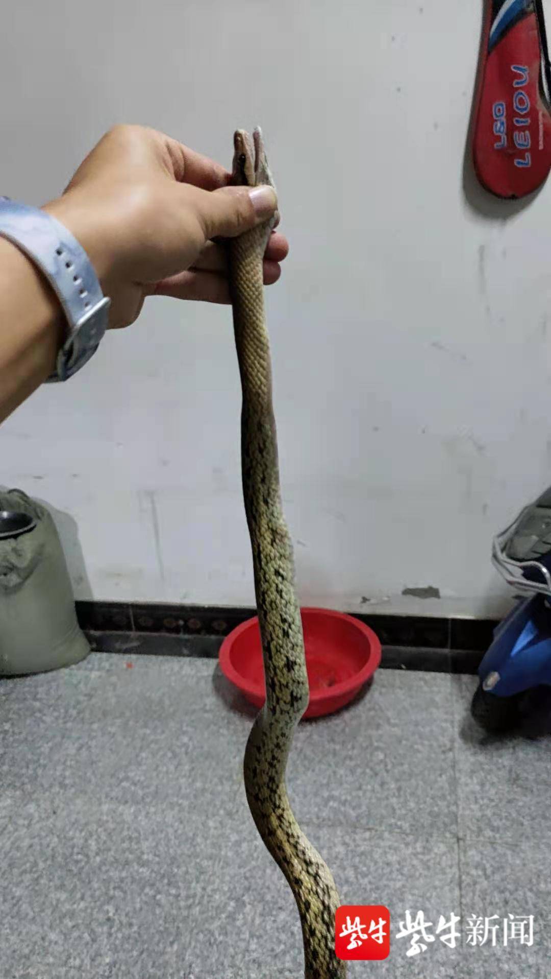 家中1.5米长蛇吓煞母女俩,民警徒手擒蛇排隐患