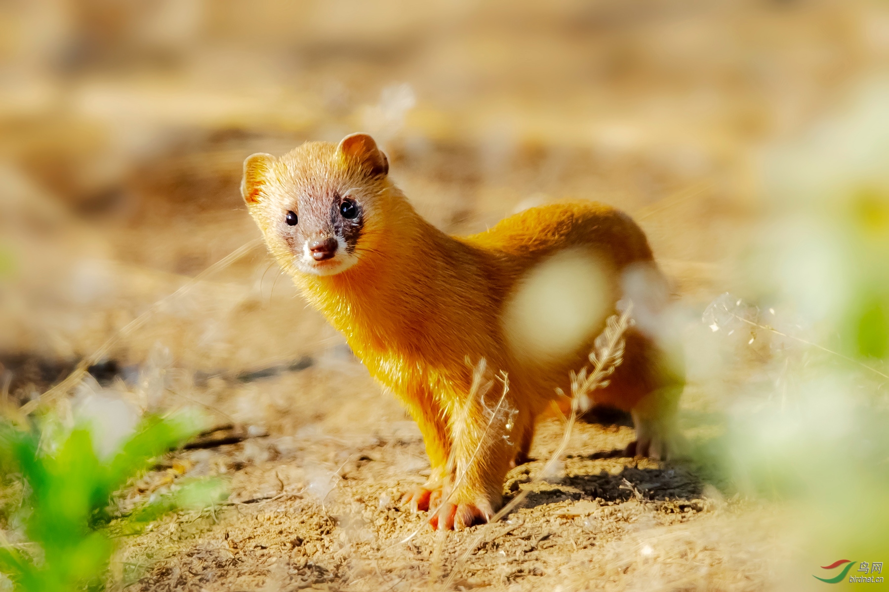 被赋予神秘力量的五仙之一:黄大仙