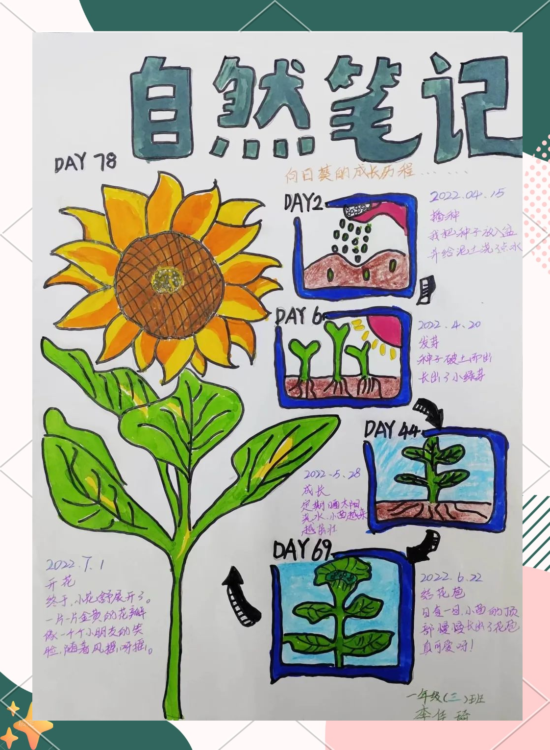 小学科学一年级上册教案（植物）(新教科版科学一年级上册观察植物免费教案)
