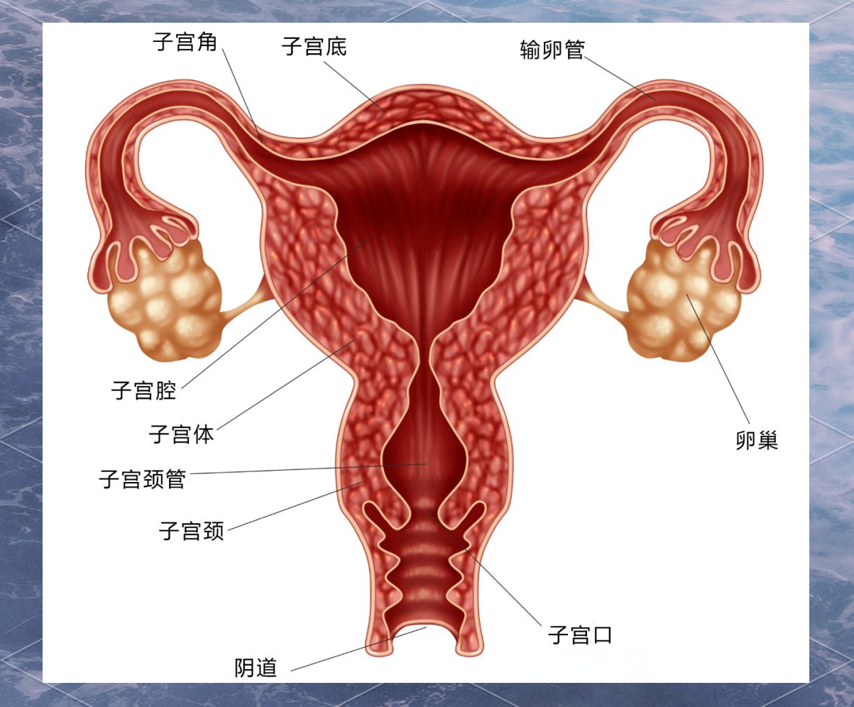 全面了解子宫:位置,结构与功能详解