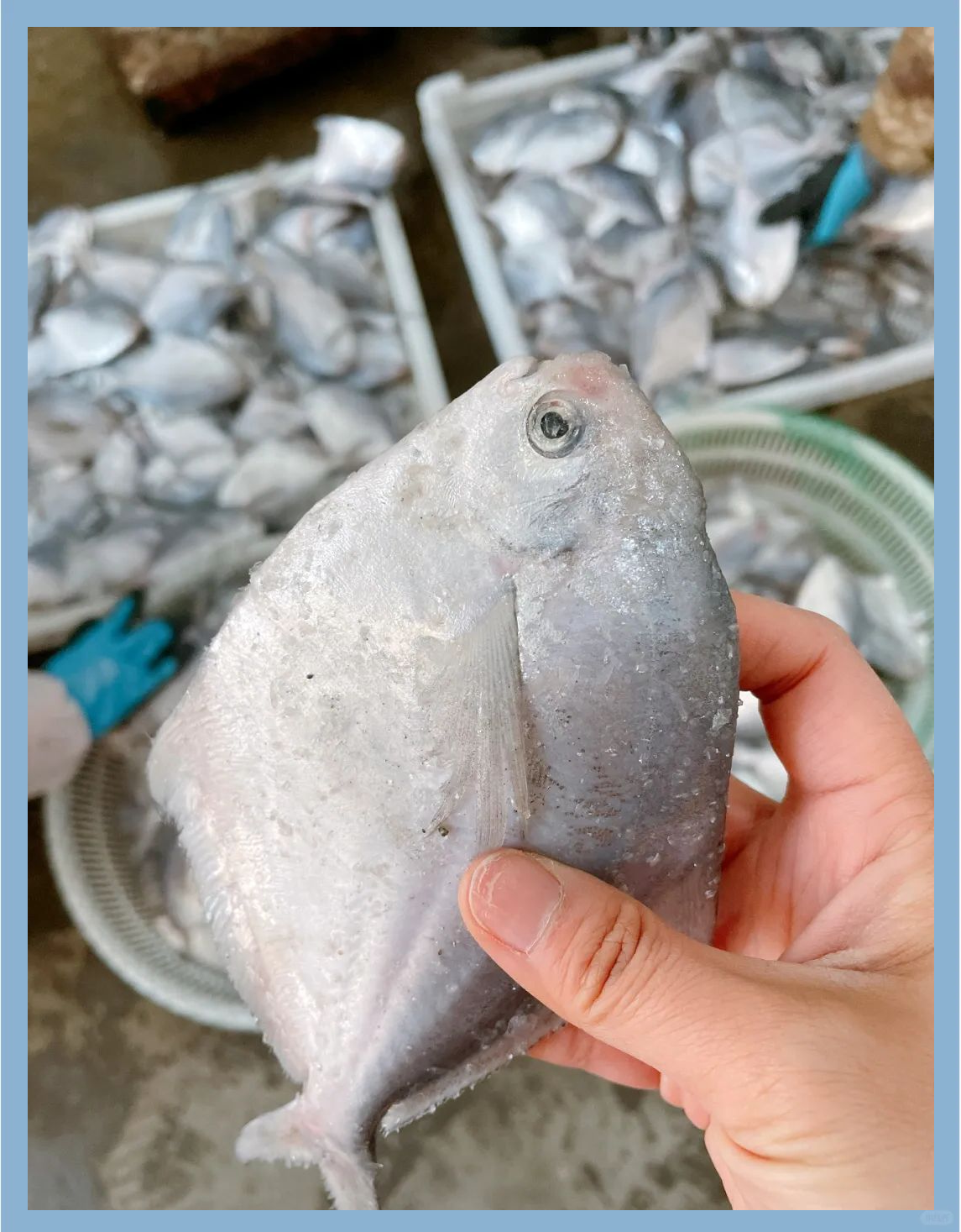 小晶鱼的多重美味吃法,哪一种是你的心仪之选