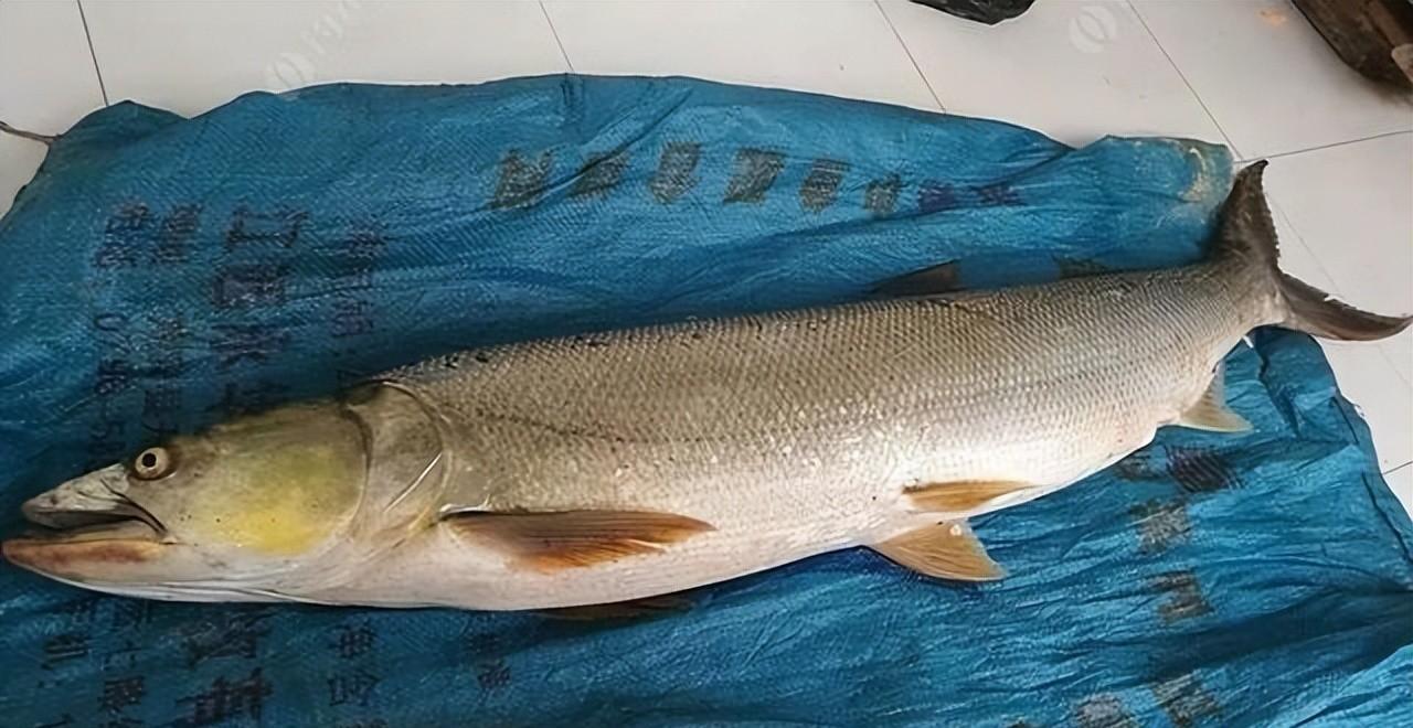 长江惊现巨型鱤鱼!十年禁渔成鱤鱼的"盛宴"?
