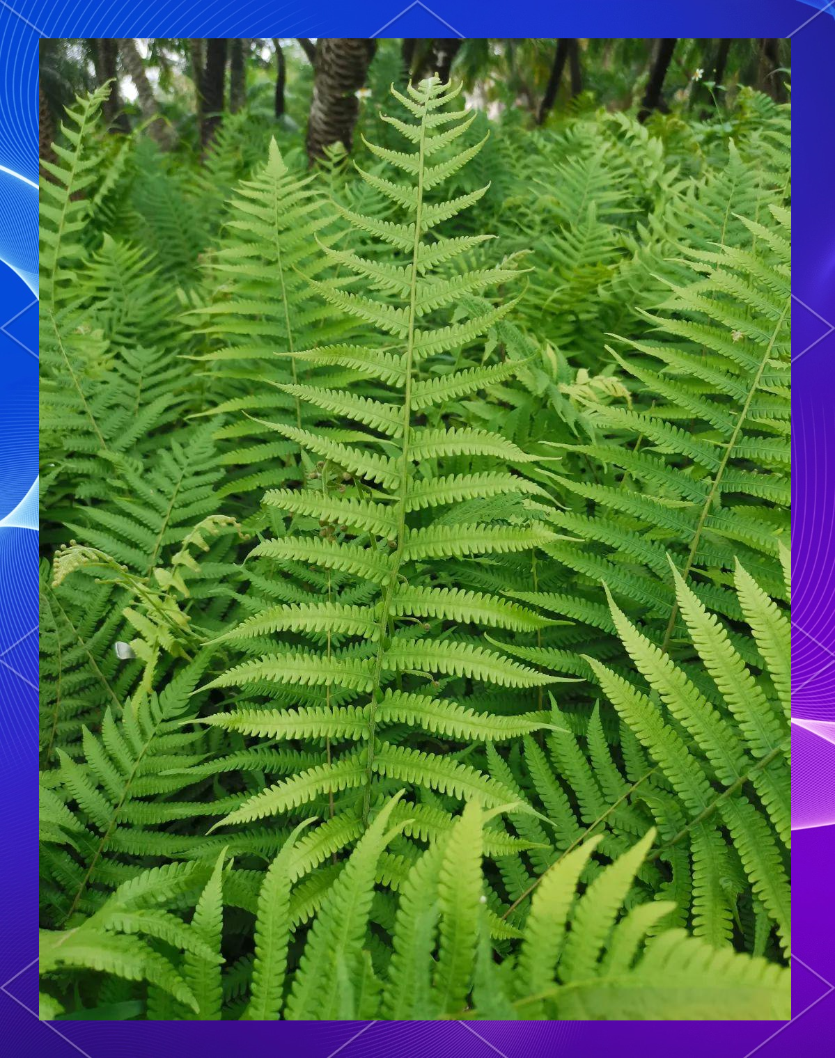 蕨类植物小探:华南毛蕨的独特形态与多样品种