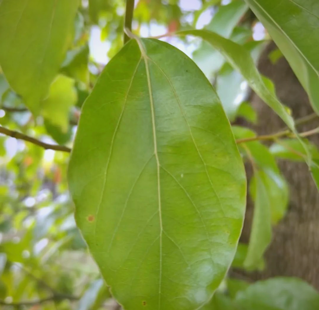 校园秋日探秘:各式树叶的奇妙世界
