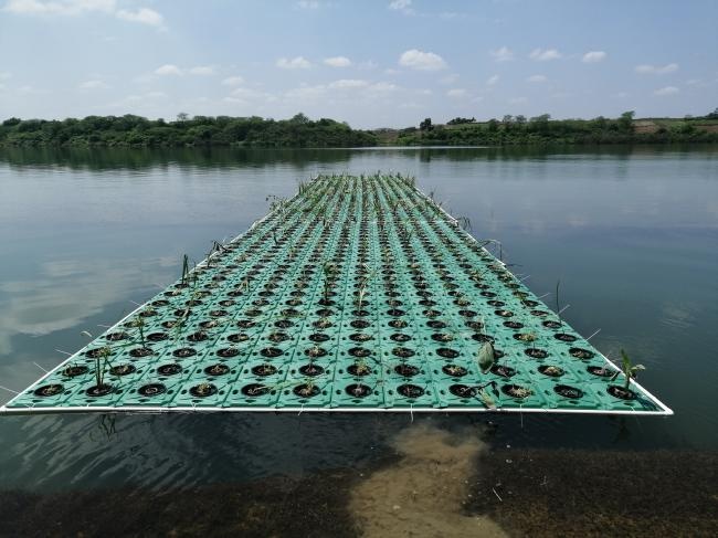 建设人工鱼巢 修复渔业生态