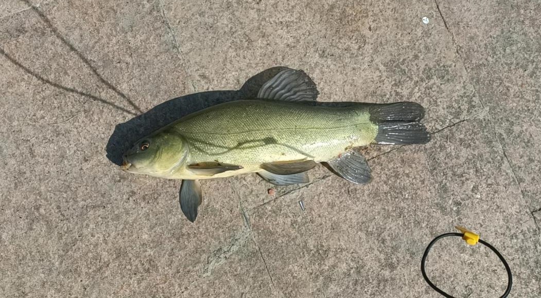 广州一男子钓上细鳞鱼,担心"牢底坐穿"给放了,网友:少见多怪