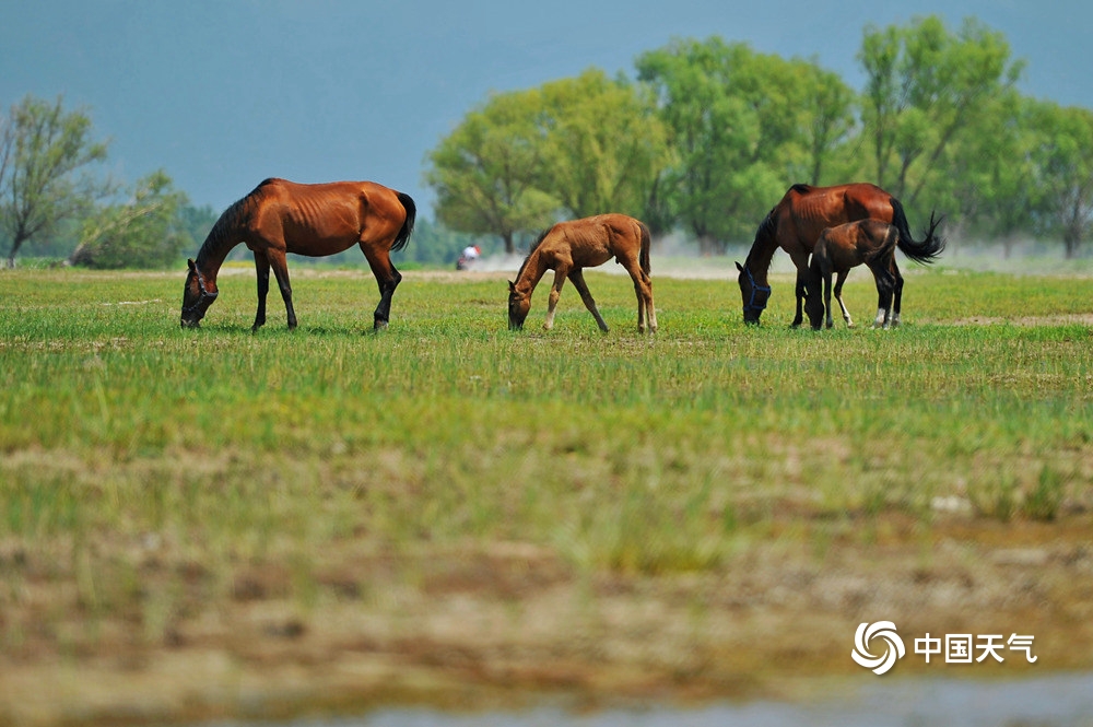 夏日的清凉 北京康西草原湿地水草丰美