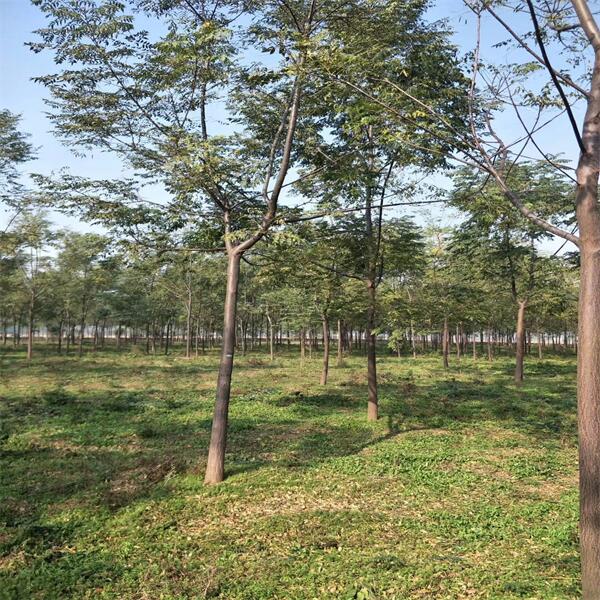 苦楝种植什么时间最佳