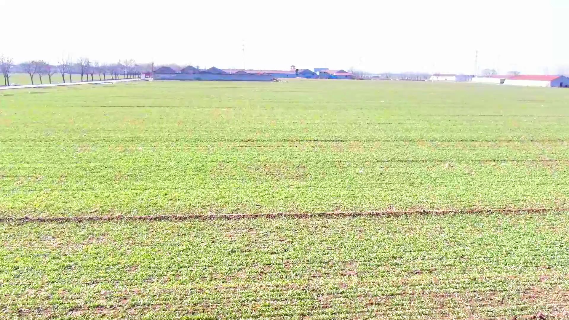 淄博高新区:小麦返青农事忙 春耕春管正当时