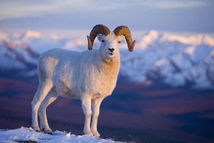 新疆公羊图片