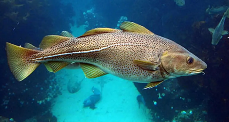 麦香鱼是什么鱼