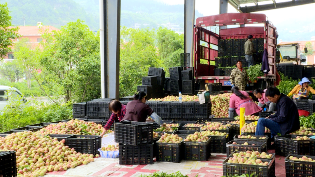 普定:岩石窝里种桃树 梭筛鲜桃俏销全国