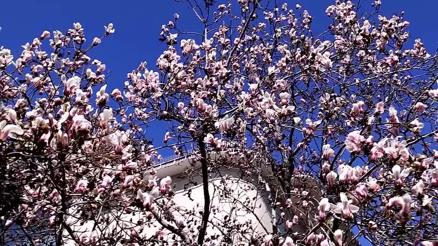 威海市环翠区:花开枝头满目春