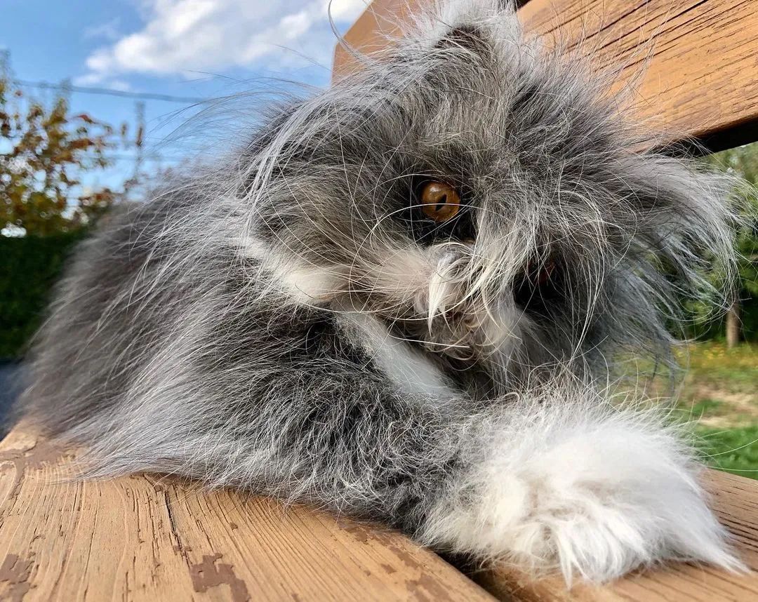 猫中鳌拜,为什么会有长得这么潦草的猫!