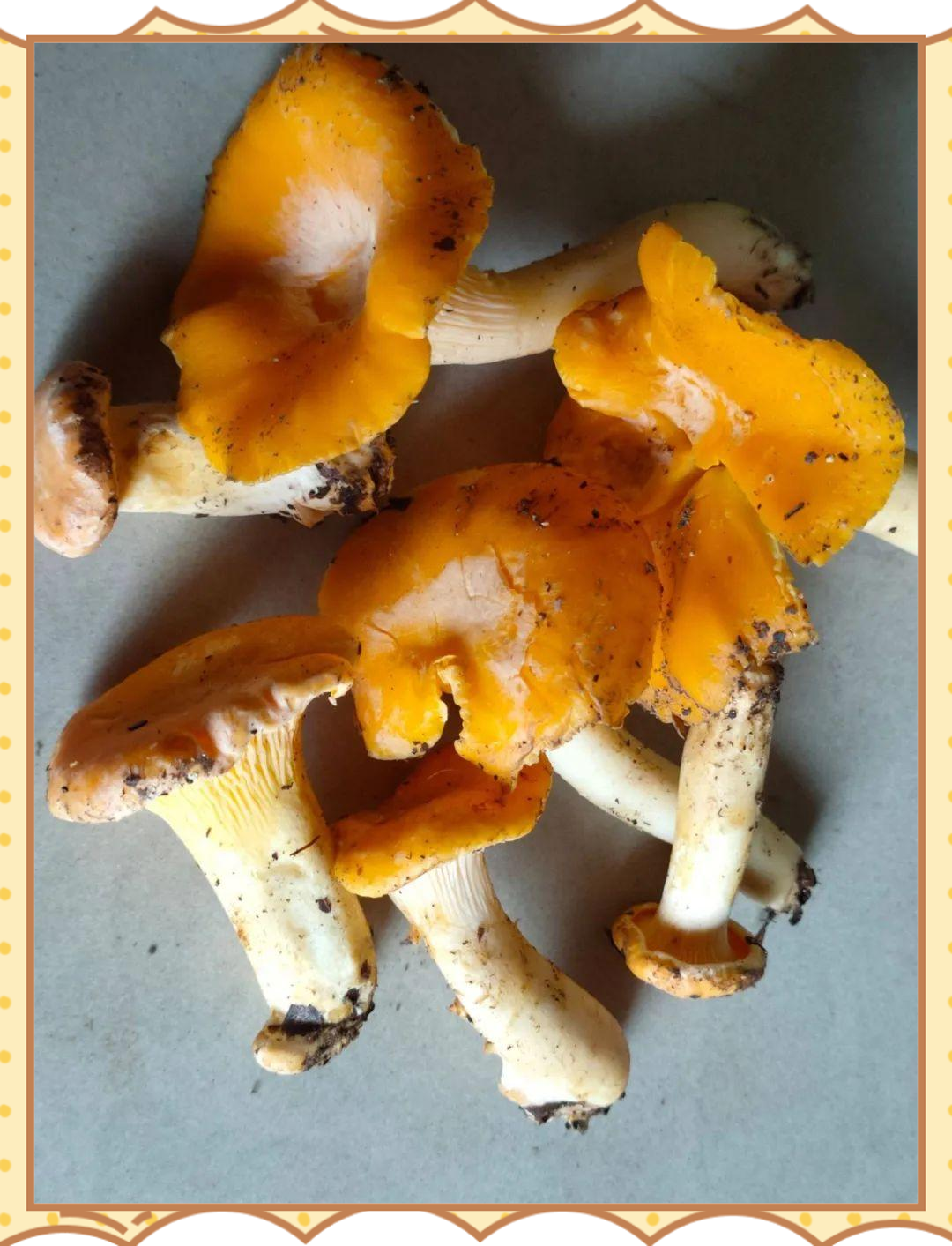 黄丝菌的寻味之旅与珍贵回忆