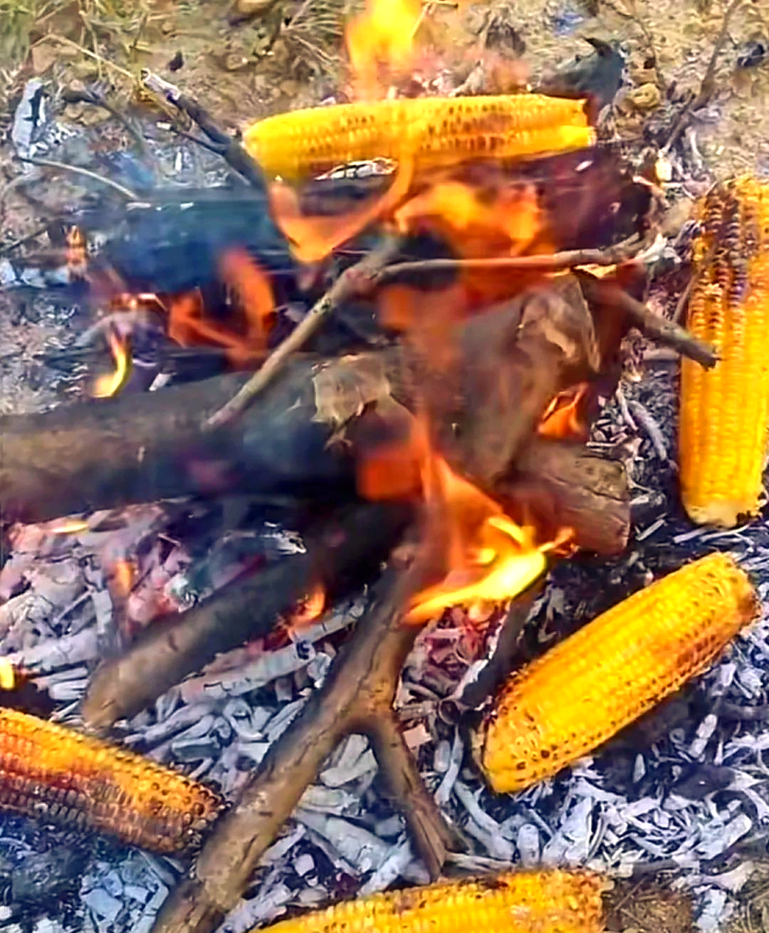 烧玉米的过程充满乐趣.我们通常选择在灶坑里烧,那时农村