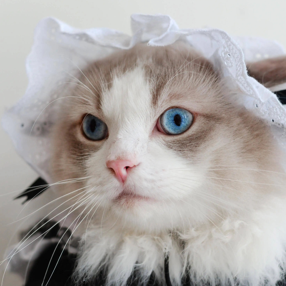 最可爱的猫咪头像 萌萌哒 高清版