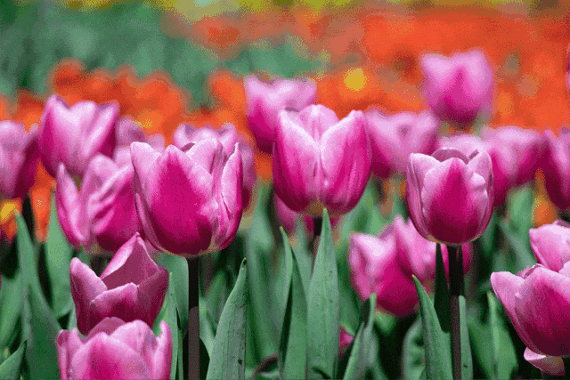 上海鲜花港,3月16日起试运营