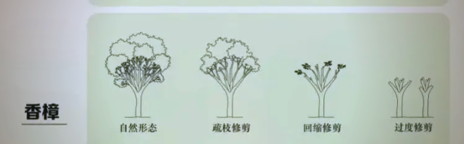 城市绿化树木名称及图片