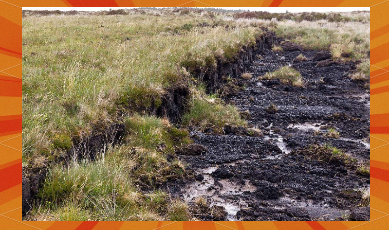 泥炭沼泽全貌:定义,分布,生态功能与保护