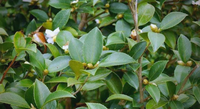 山茶花一