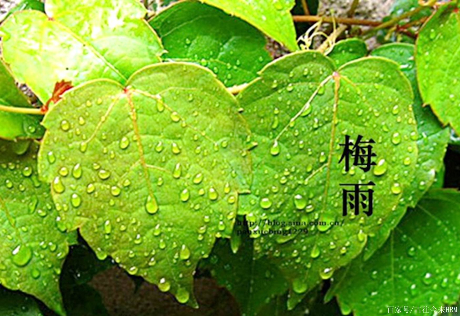 七絕(黃梅節氣)一首:斜飛細雨日當頭,大氣環流冷暖揉