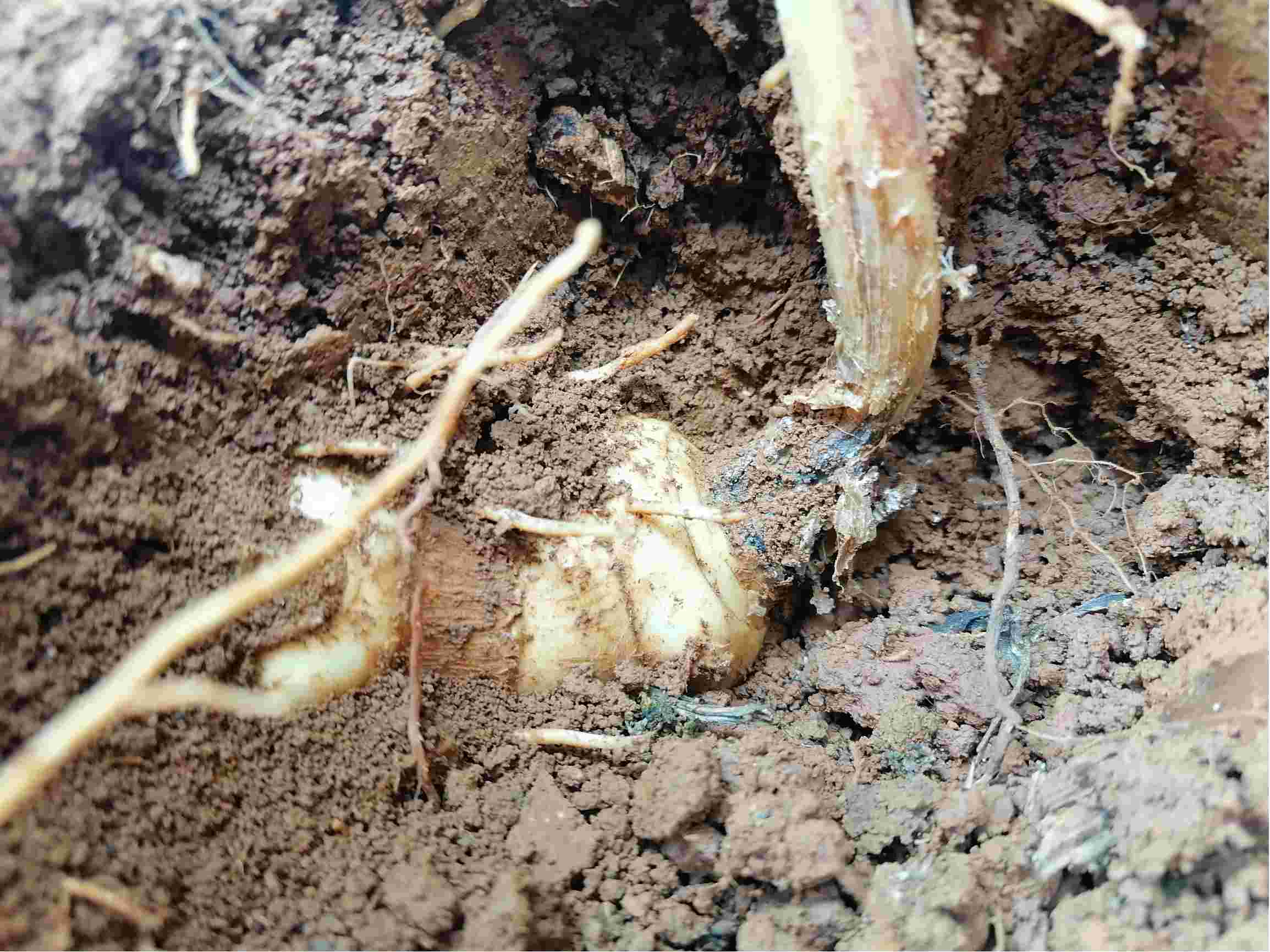 中药材根腐病原因和防治