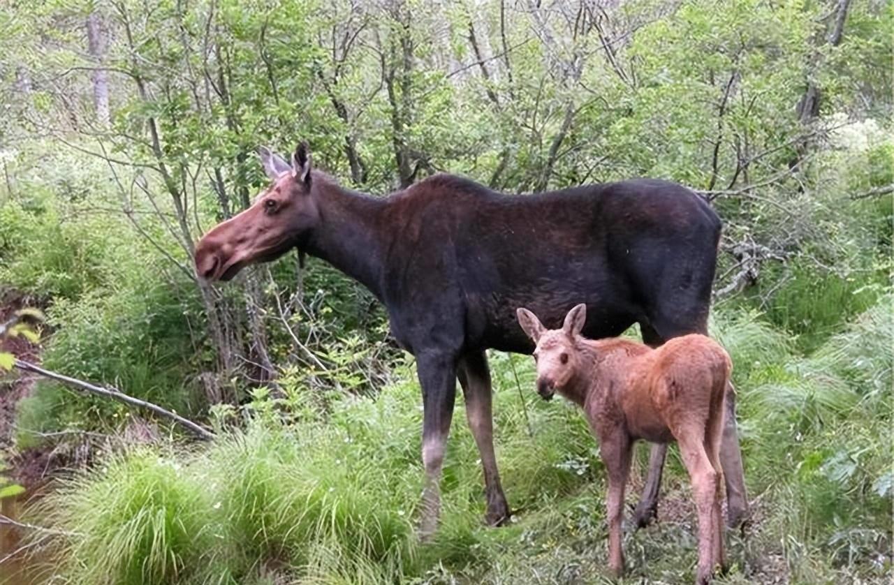 大兴安岭出现驼鹿母子,觅食时遭狼群围攻,母驼鹿拼尽全力护幼崽