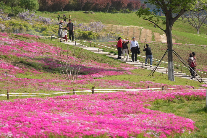 "泉"在济南过五一|"粉色地毯"福禄考花海引市民打卡