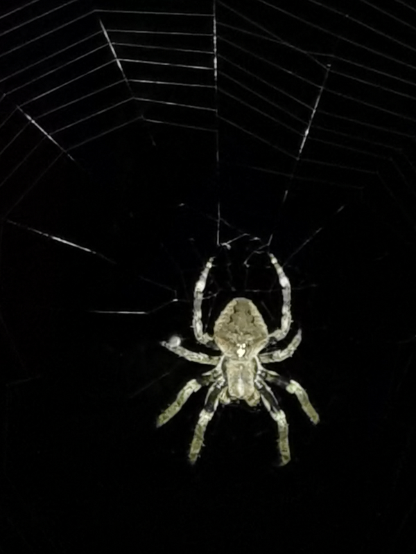 大腹园蛛araneus ventricosus