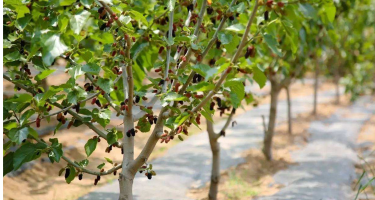 桑葚树修剪方法