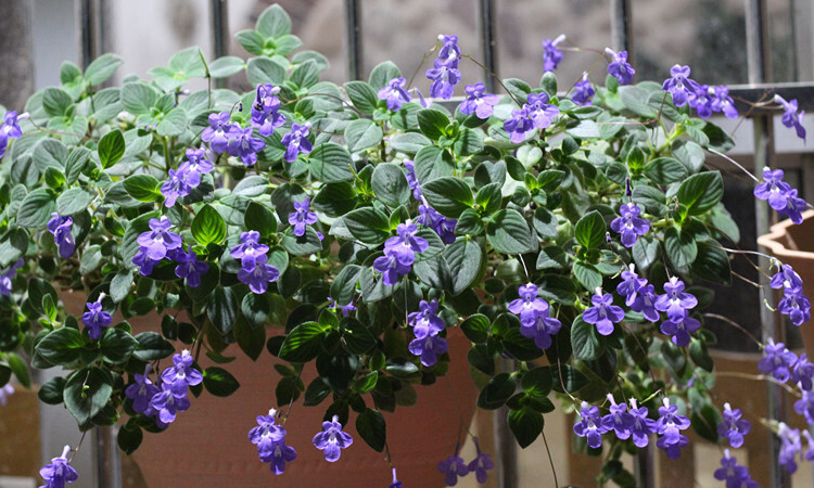 海豚花的养殖方法和注意事项