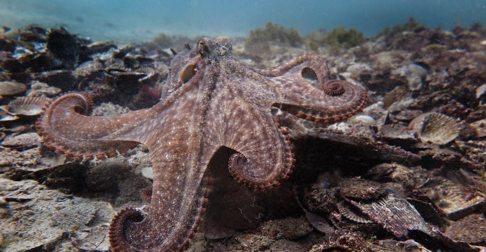 还没有爬到食物链顶端,但章鱼的智力已高到令人类无法理解的地步